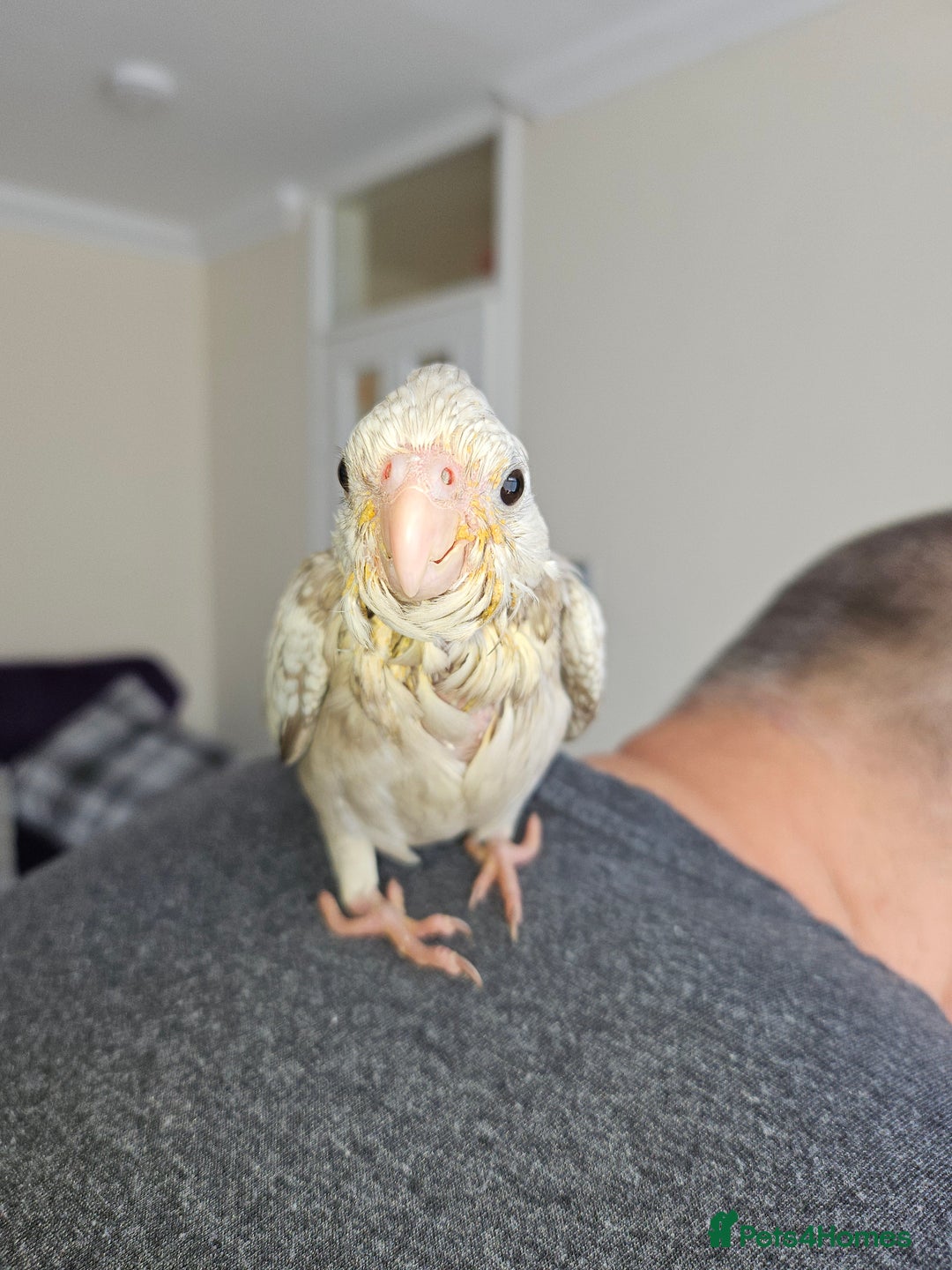 Cockatiels birds for sale: Handreared cockatiels  - Image 8
