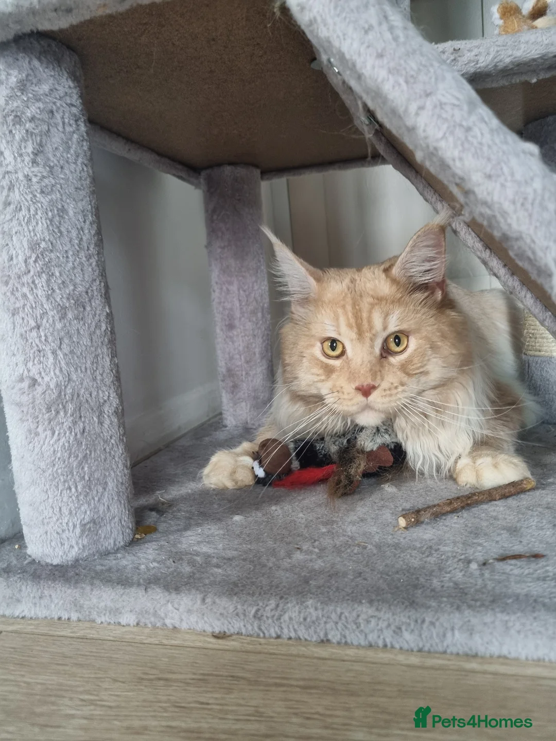 Maine Coon cats for stud: Dual registered Champion winner Maine coon stud in Manningtree - Advert 6