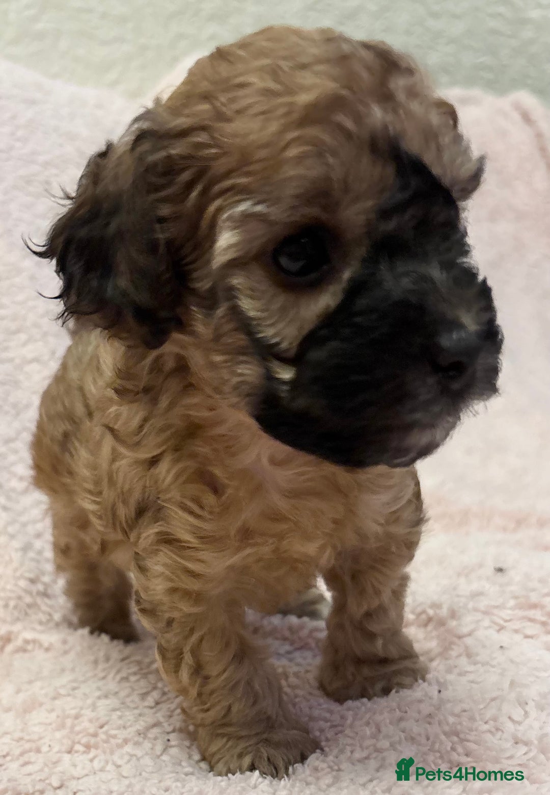 Yorkiepoo dogs for sale: Beautiful yorkipoo puppies - Image 36