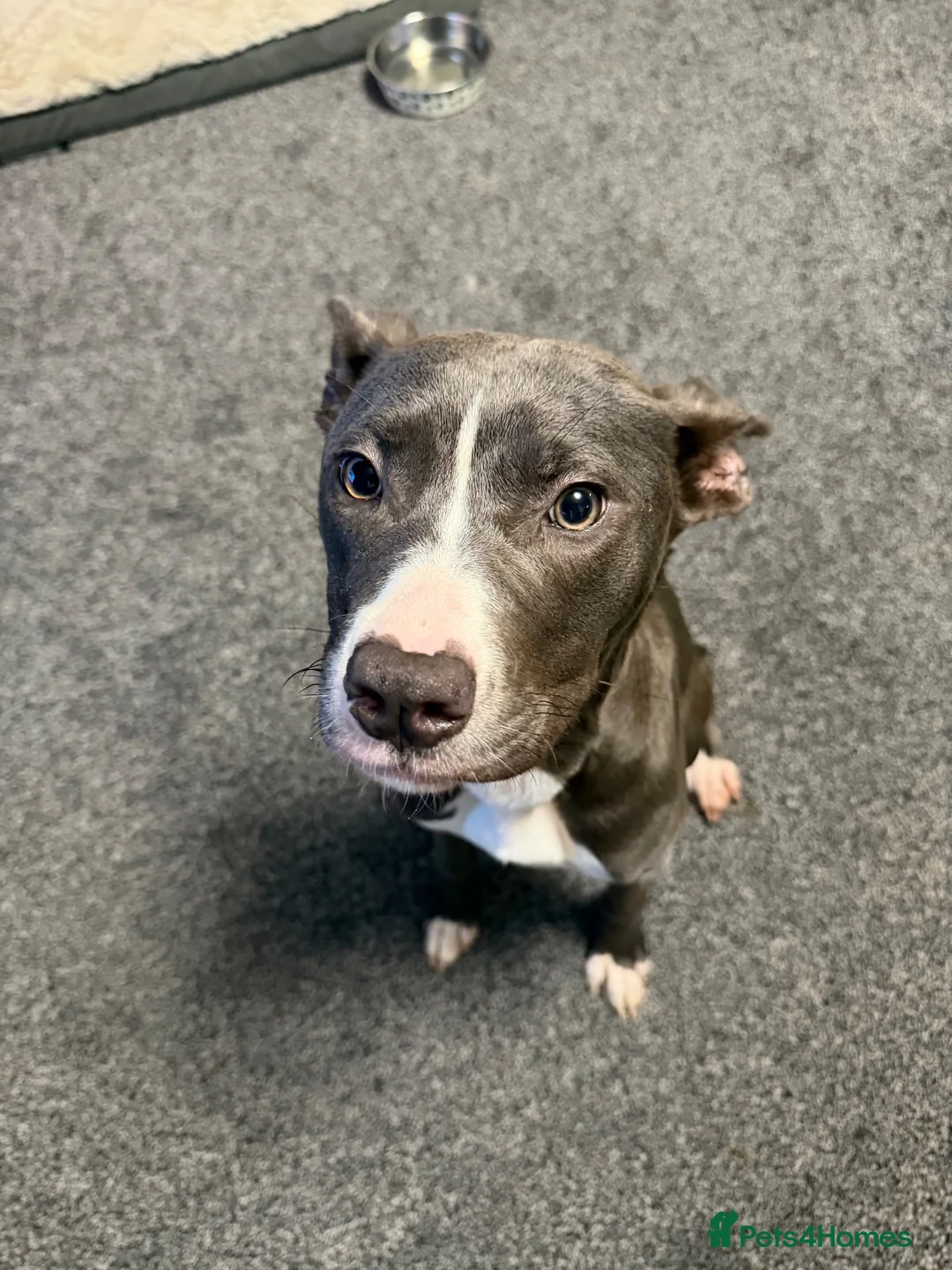 Mixed Breed dogs for sale: Mylie  in Wigan - Advert 1