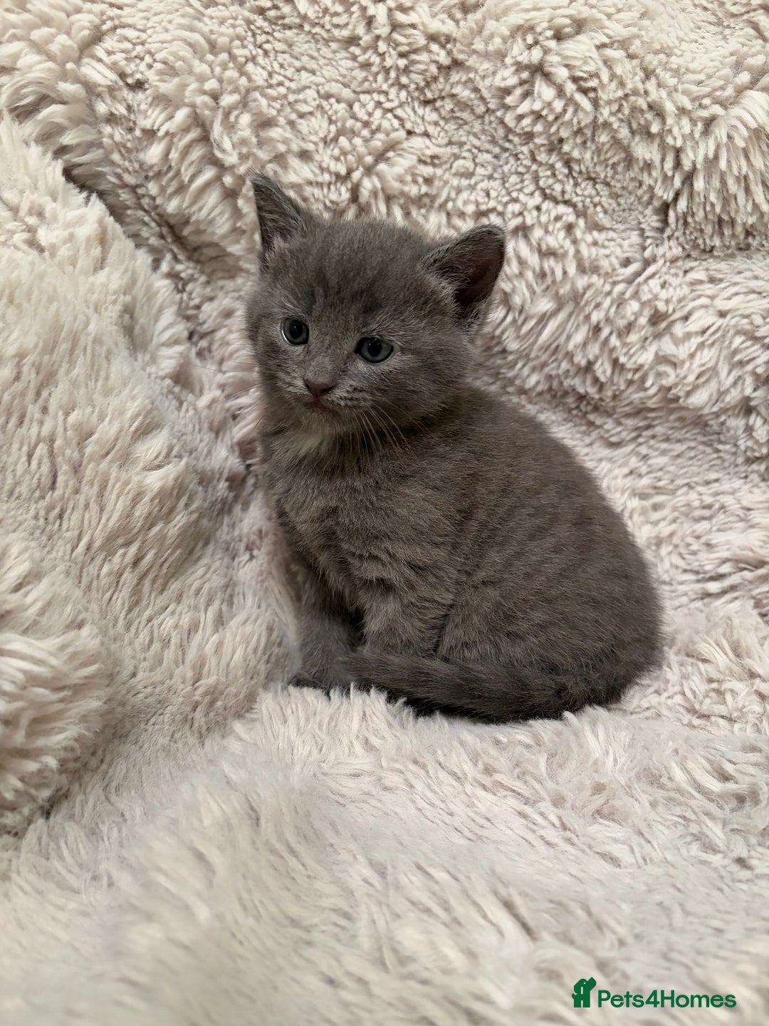 Mixed Breed cats for sale: Stunning fluffy gray kitten  - Advert 2
