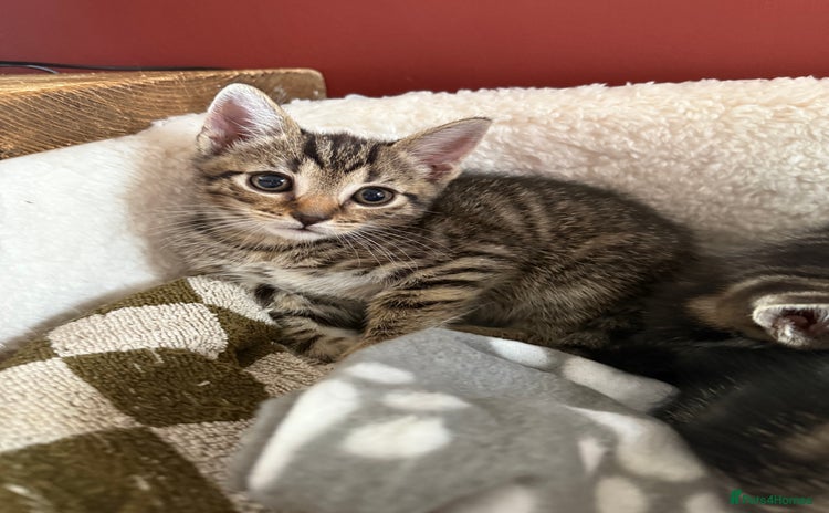 Mixed Breed cats - Advert 10