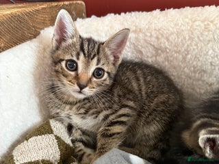 Mixed Breed cats - Advert 17