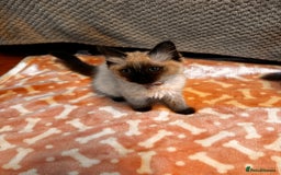Ragdoll cats for sale: Ragdoll kittens  - Image 4