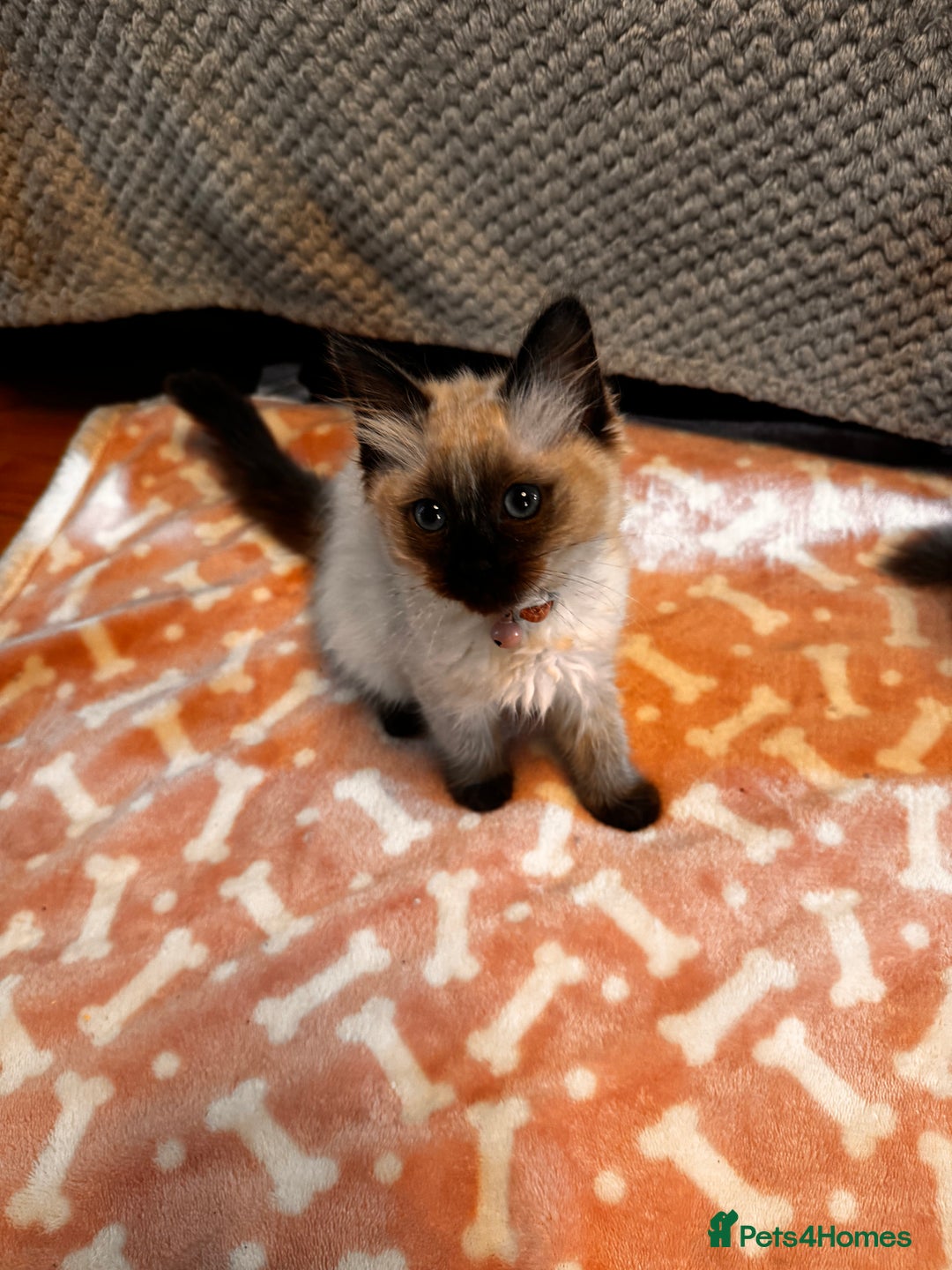 Ragdoll cats for sale: Ragdoll kittens  - Image 4