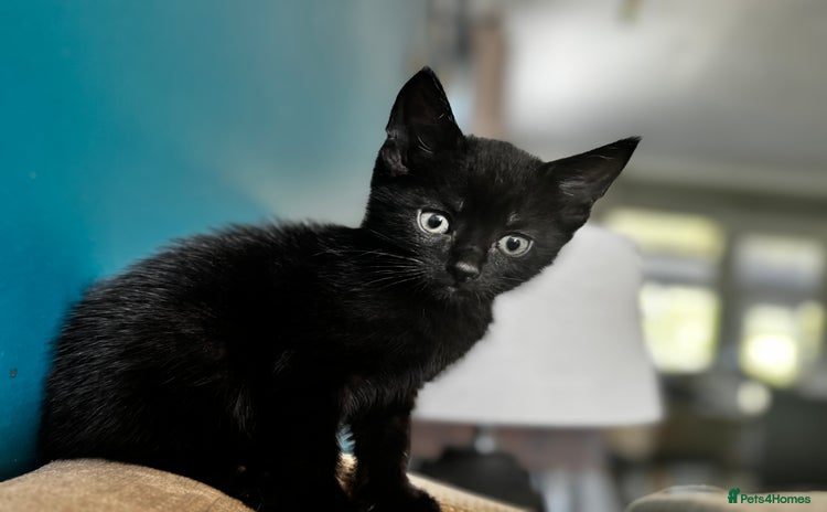 Mixed Breed cats - Advert 7