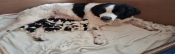 Newfoundland dogs for sale: Landseer Newfoundland Puppies - Advert 5