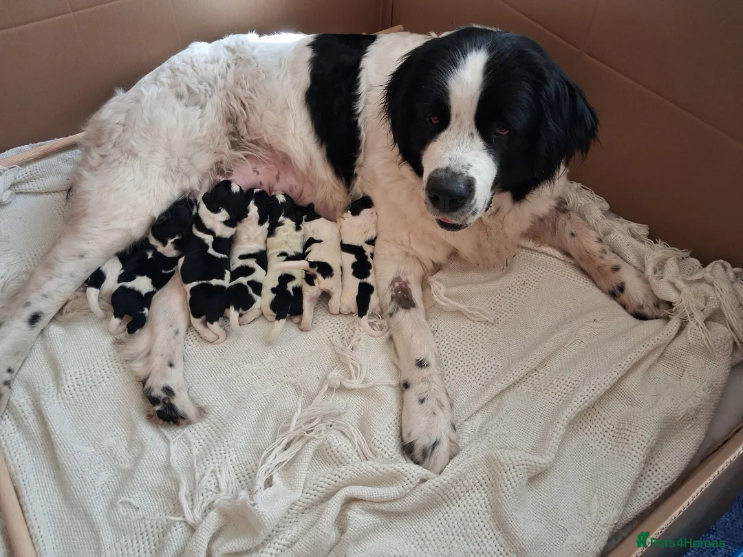 Newfoundland dogs for sale: Landseer Newfoundland Puppies - Advert 5