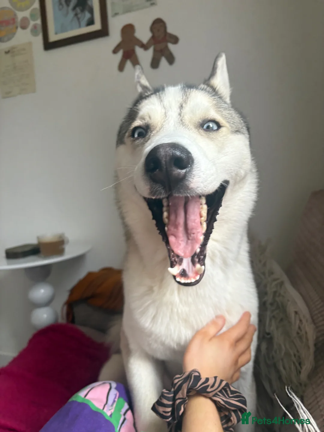 Siberian Husky dogs for sale: Koda  in Boston - Advert 2