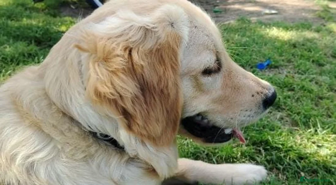 Golden Retriever dogs for sale: Robbie 🐶 in Boston - Advert 3