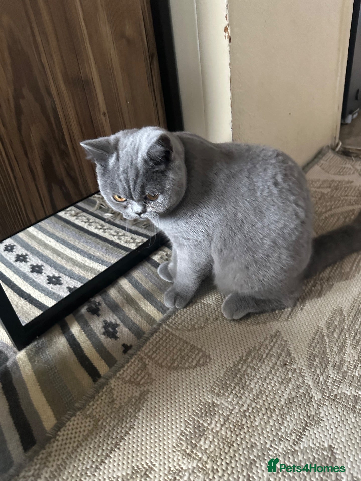 British Shorthair cats for sale: British Shorthair GCCF-registered Kittens  - Advert 2