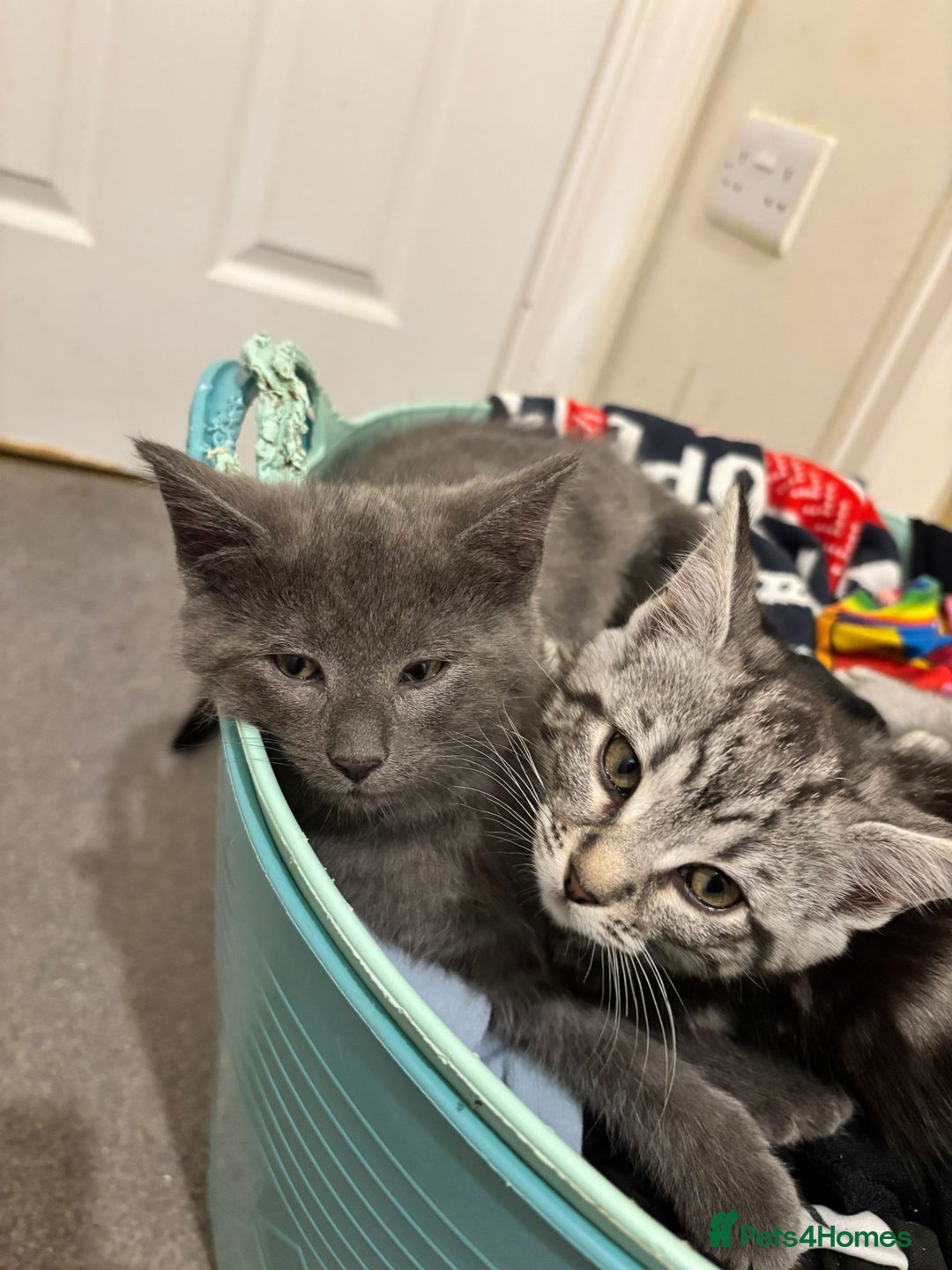 Maine Coon cats for sale: Beautiful, friendly playful Maine Coon cross kits - Advert 8