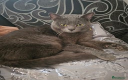 Mixed Breed cats for sale: 1 boy 1 female 2 years old - Image 2