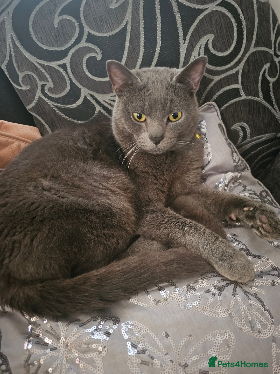 Mixed Breed cats for sale: 1 boy 1 female 2 years old - Image 2