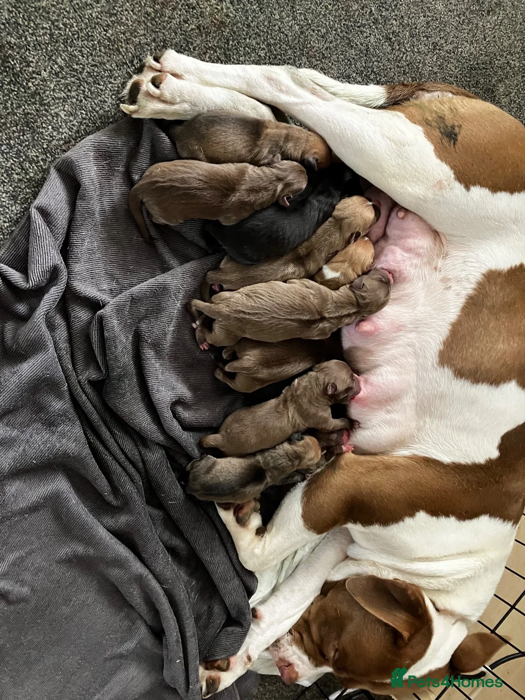 Mixed Breed dogs for sale: American bulldog cross - Advert 1