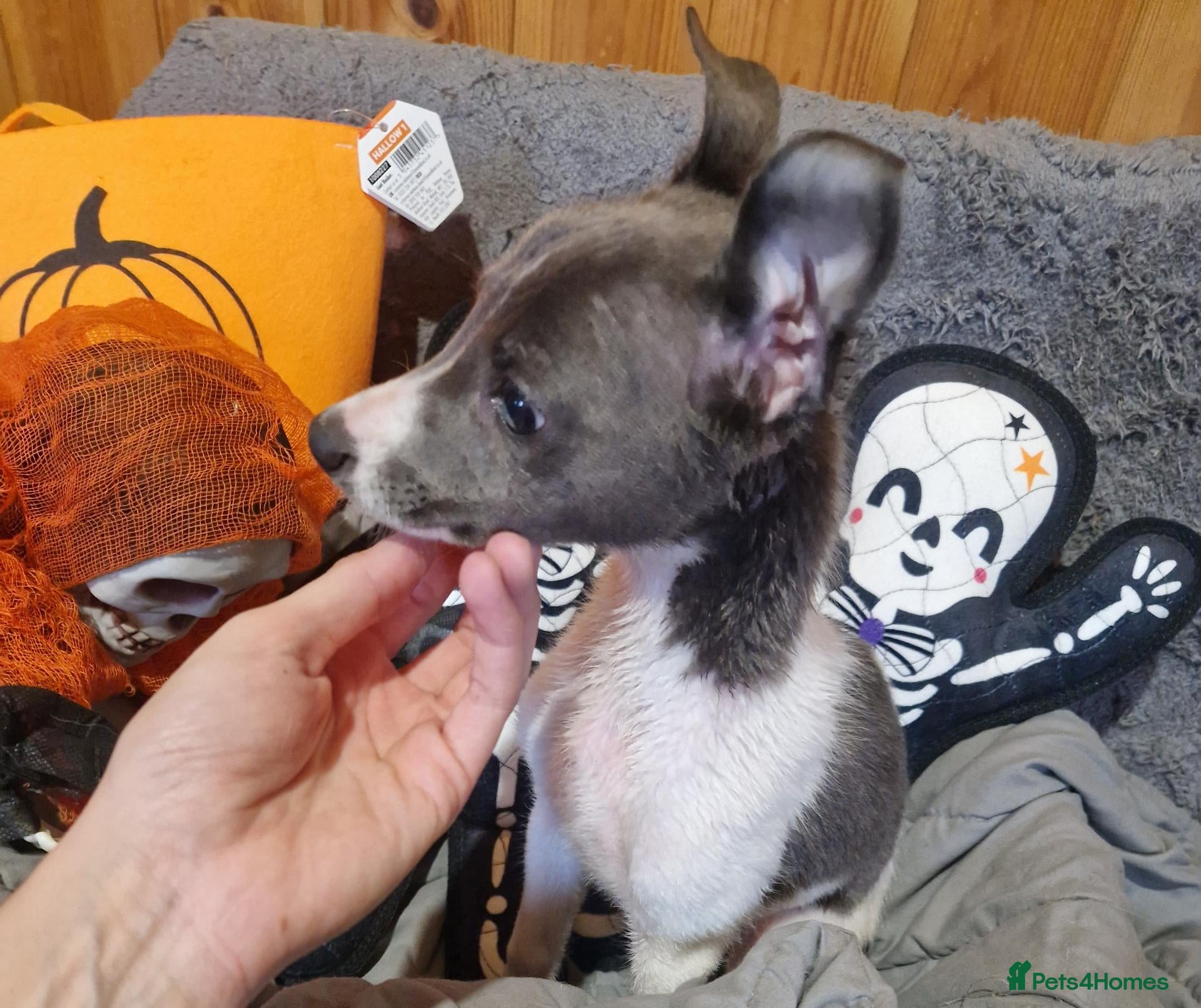 Whippet dogs for sale: Whippet Puppies - Advert 1