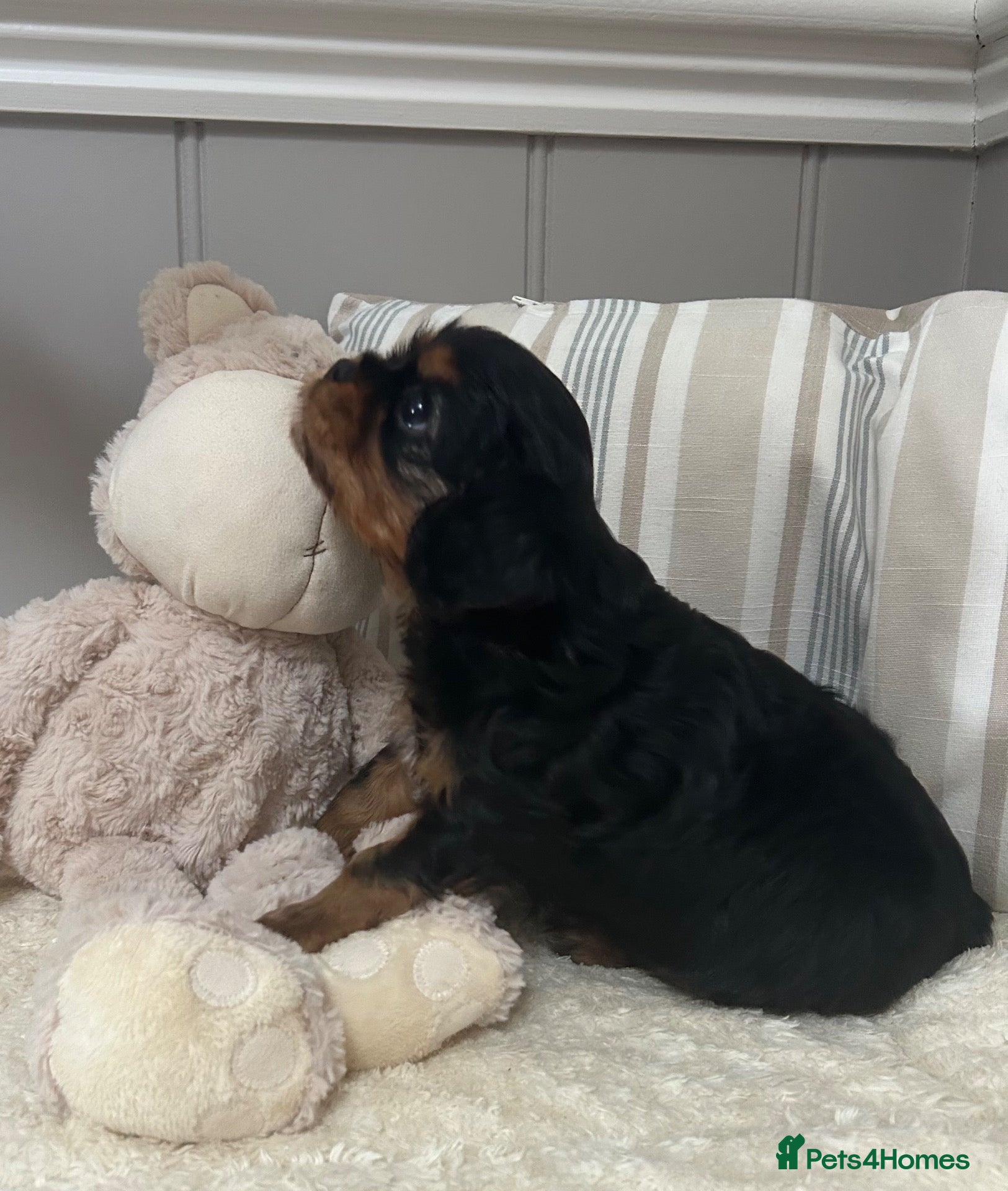 Cavalier King Charles Spaniel dogs Kc Reg’d, health tested female Cavalier pups - Advert 1