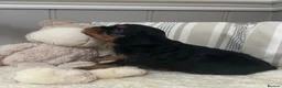 Cavalier King Charles Spaniel dogs for sale: Kc Reg’d, health tested female Cavalier pups - Advert 1