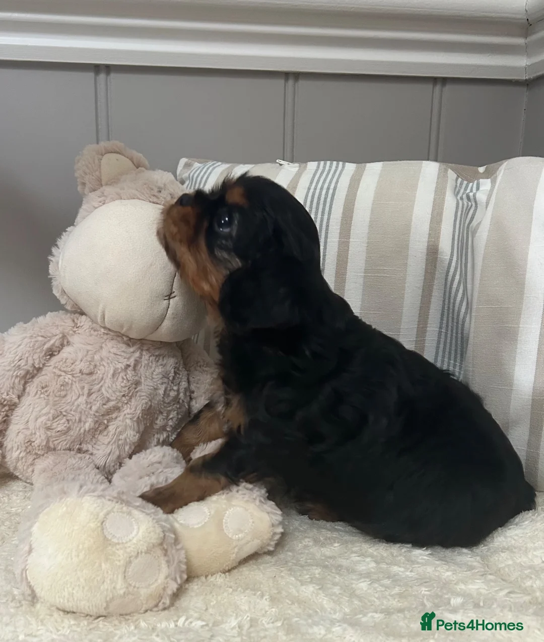 Cavalier King Charles Spaniel dogs for sale: Kc Reg’d, health tested female Cavalier pups - Advert 1