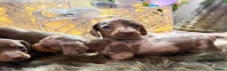 Miniature Dachshund dogs for sale: Miniature Daschunds Pra Clear  - Advert 6