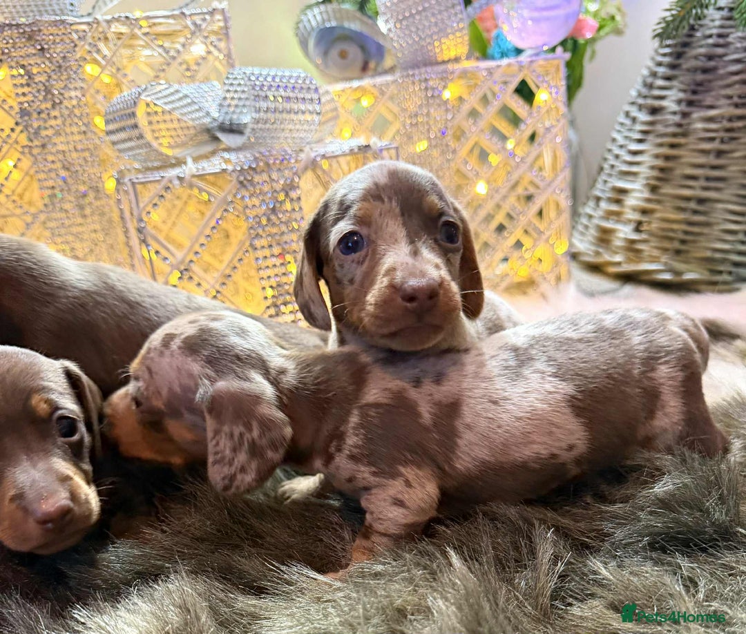 Miniature Dachshund dogs for sale: Miniature Daschunds Pra Clear  - Advert 6