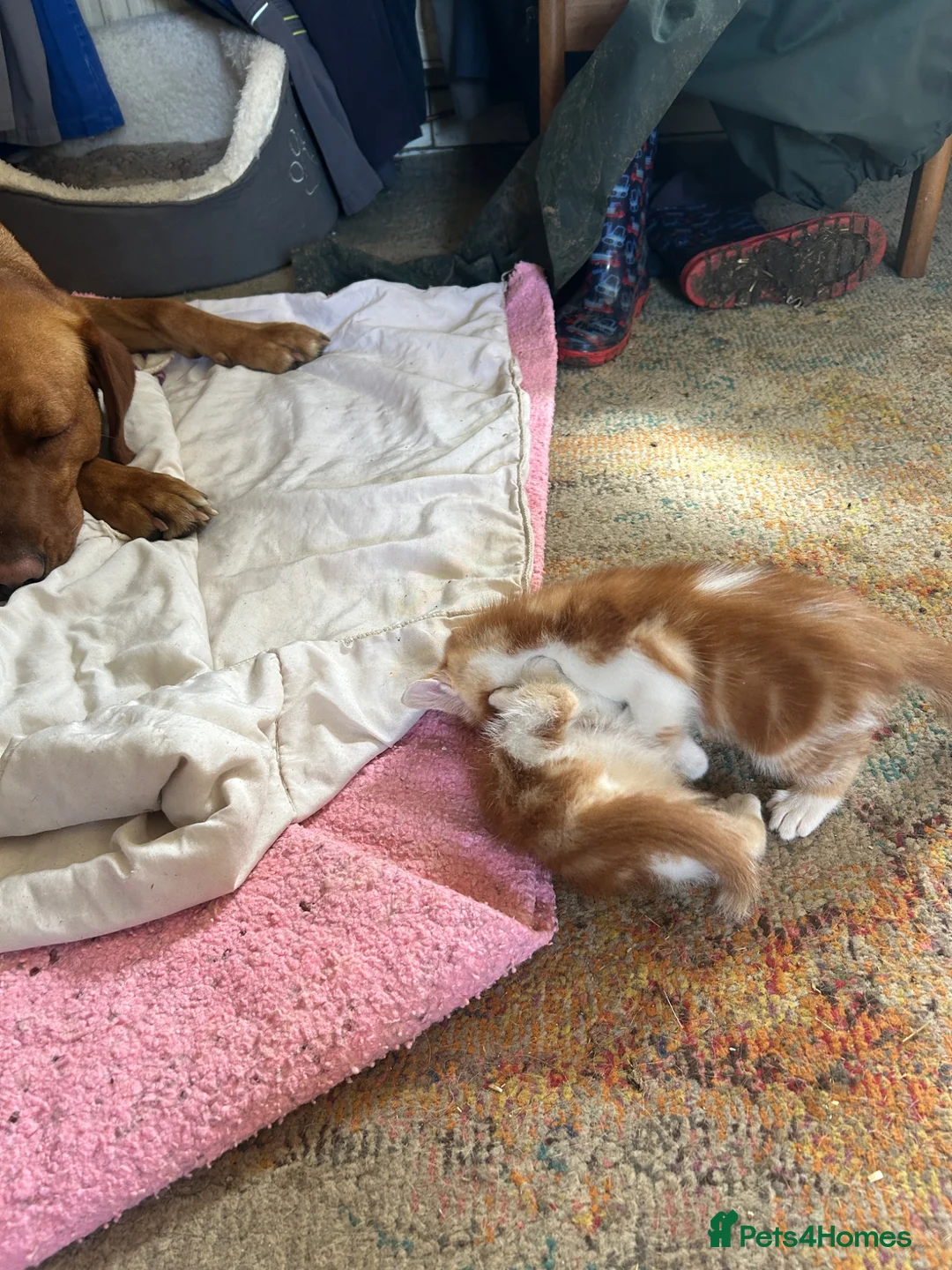 Mixed Breed cats for sale: Ginger and white kittens for sale - Advert 13