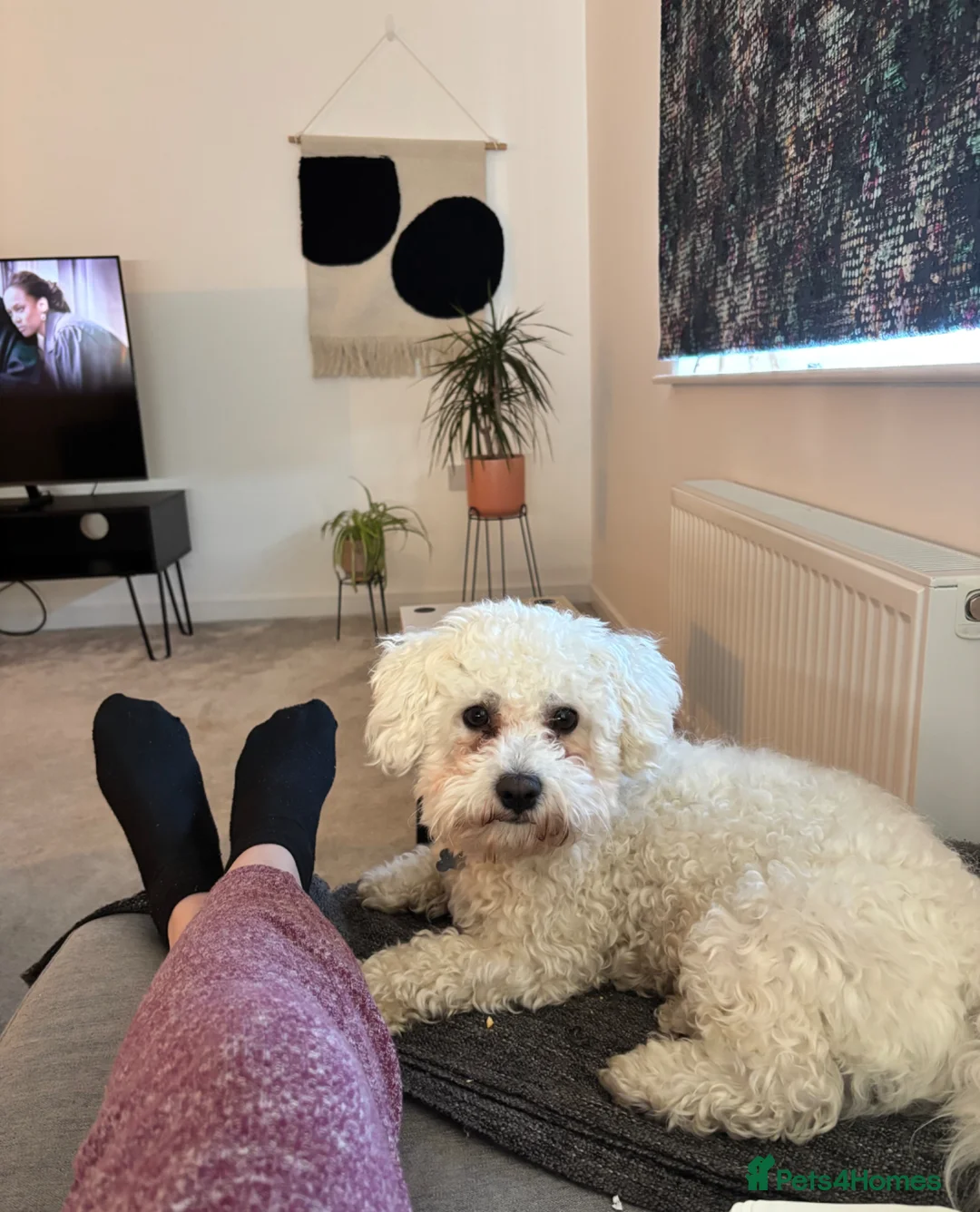 Bichon Frise dogs for sale: Meet Buddy in Dunfermline - Advert 2