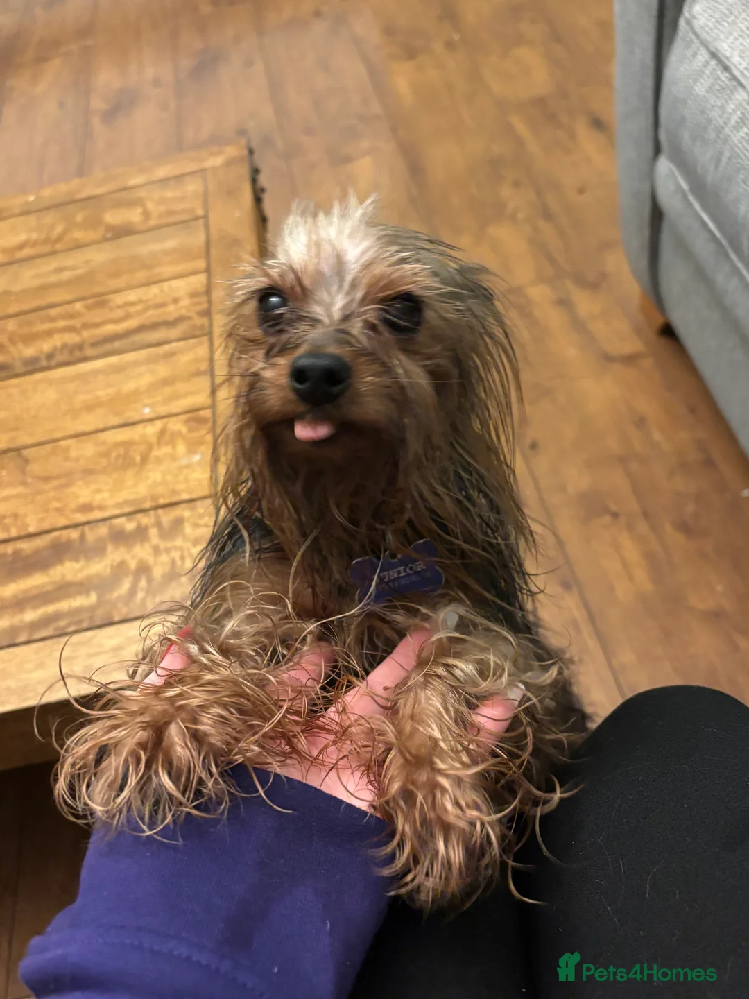 Yorkshire Terrier dogs for sale: Miniature male Yorkshire terrier (junior)  - Advert 4