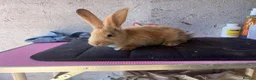 Continental Giant rabbits for sale: Pure continental giants  - Advert 1