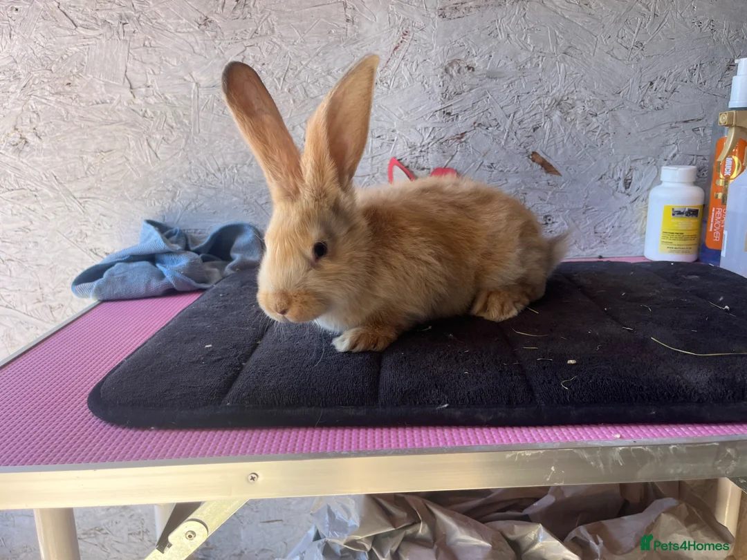 Continental Giant rabbits for sale: Pure continental giants  - Advert 1