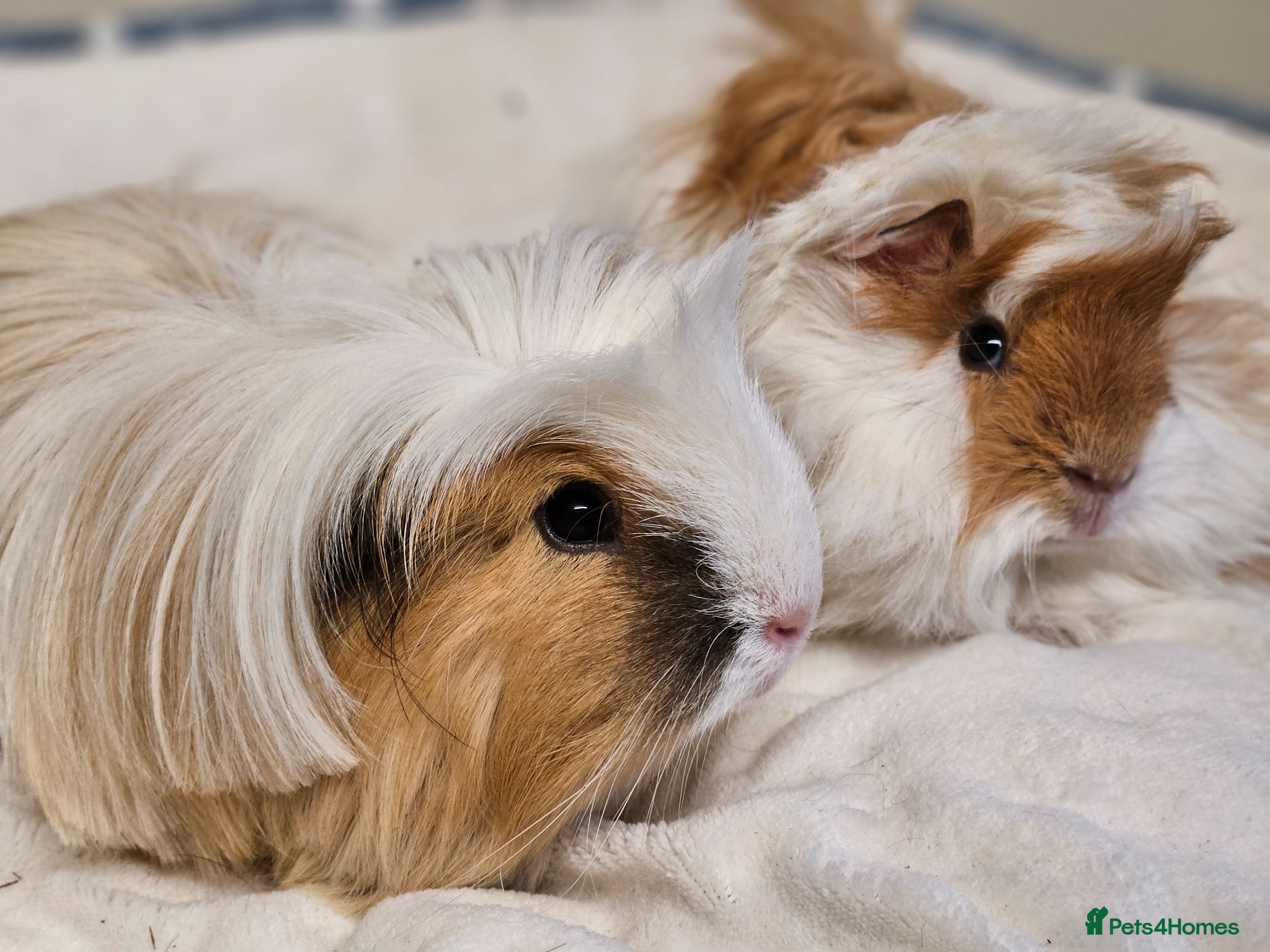 Guinea Pig rodents Various bonded pairs baby/young boy guineas pigs - Advert 11