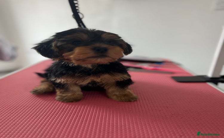 Yorkshire Terrier dogs - Advert 1