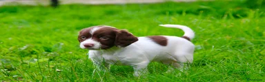 English Springer Spaniel 2