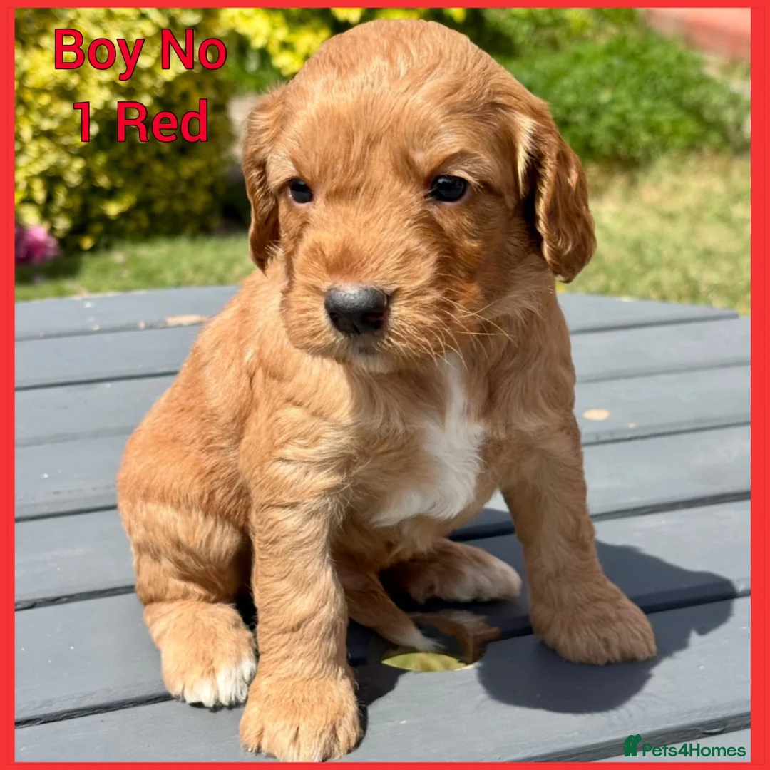 Cockapoo dogs for sale: Gorgeous Fox Red F1 Cookapoos  - Advert 1