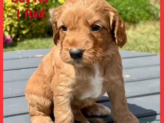 Cockapoo dogs Gorgeous Fox Red F1 Cookapoos - Advert 3