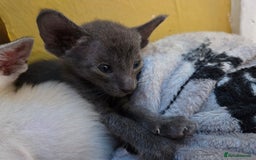 Siamese cats for sale: Siamese and Oriental Kittens  - Image 4