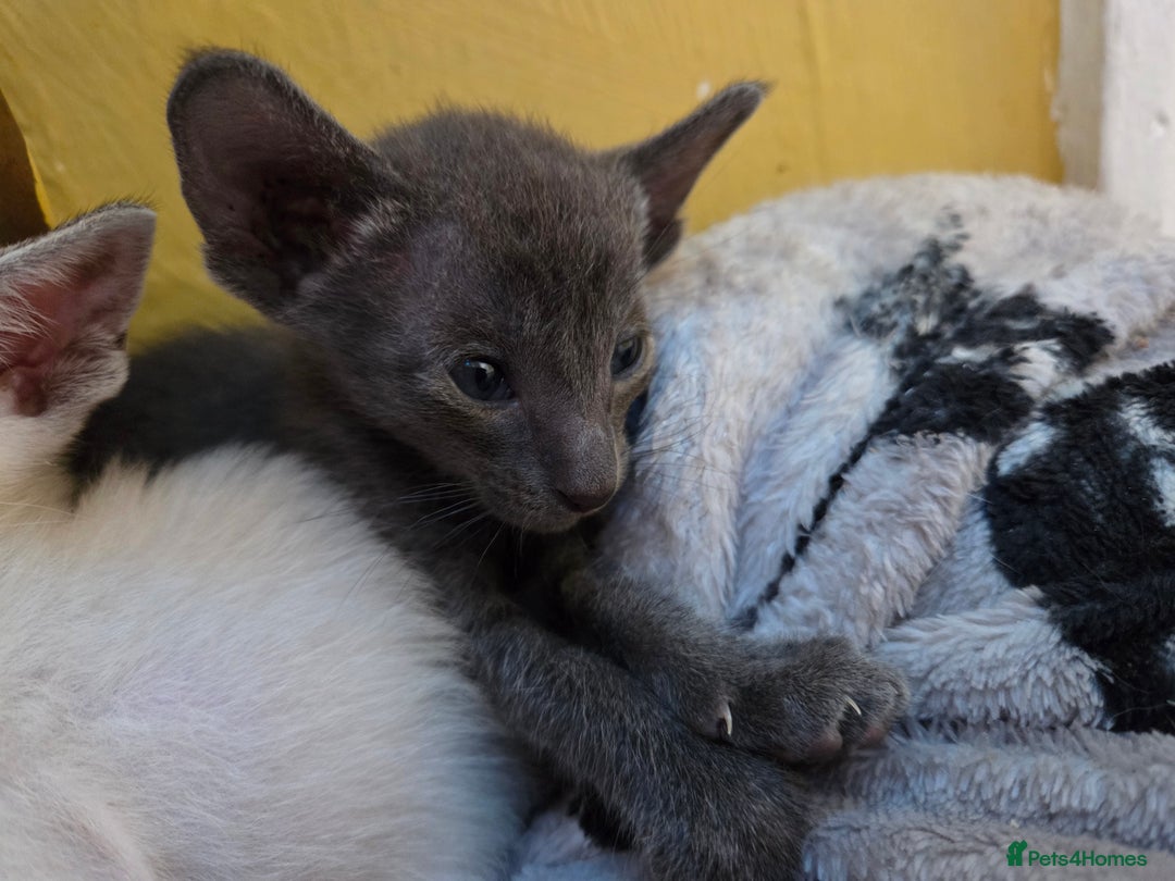 Siamese cats for sale: Siamese and Oriental Kittens  - Image 4