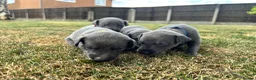 Whippet dogs for sale: KC Registered Blue Whippet Puppies in Doncaster - Advert 13