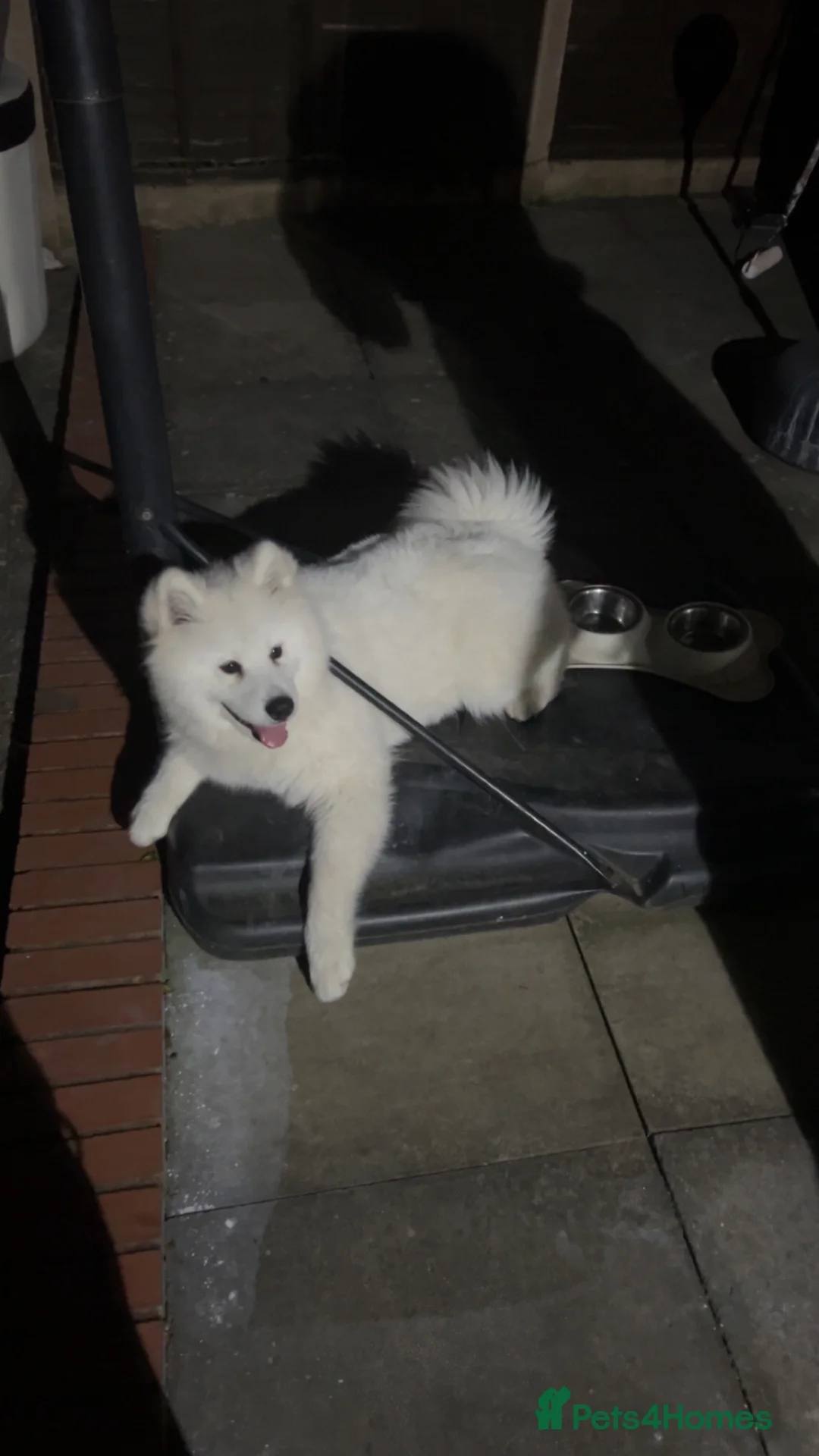 Samoyed dogs for sale: Samoyed 6 Months - Advert 2