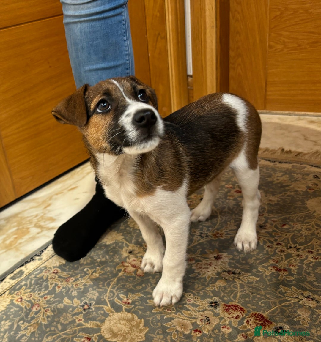 Jack Russell dogs for sale: One 10week old docked pure breed broken coated boy - Image 12