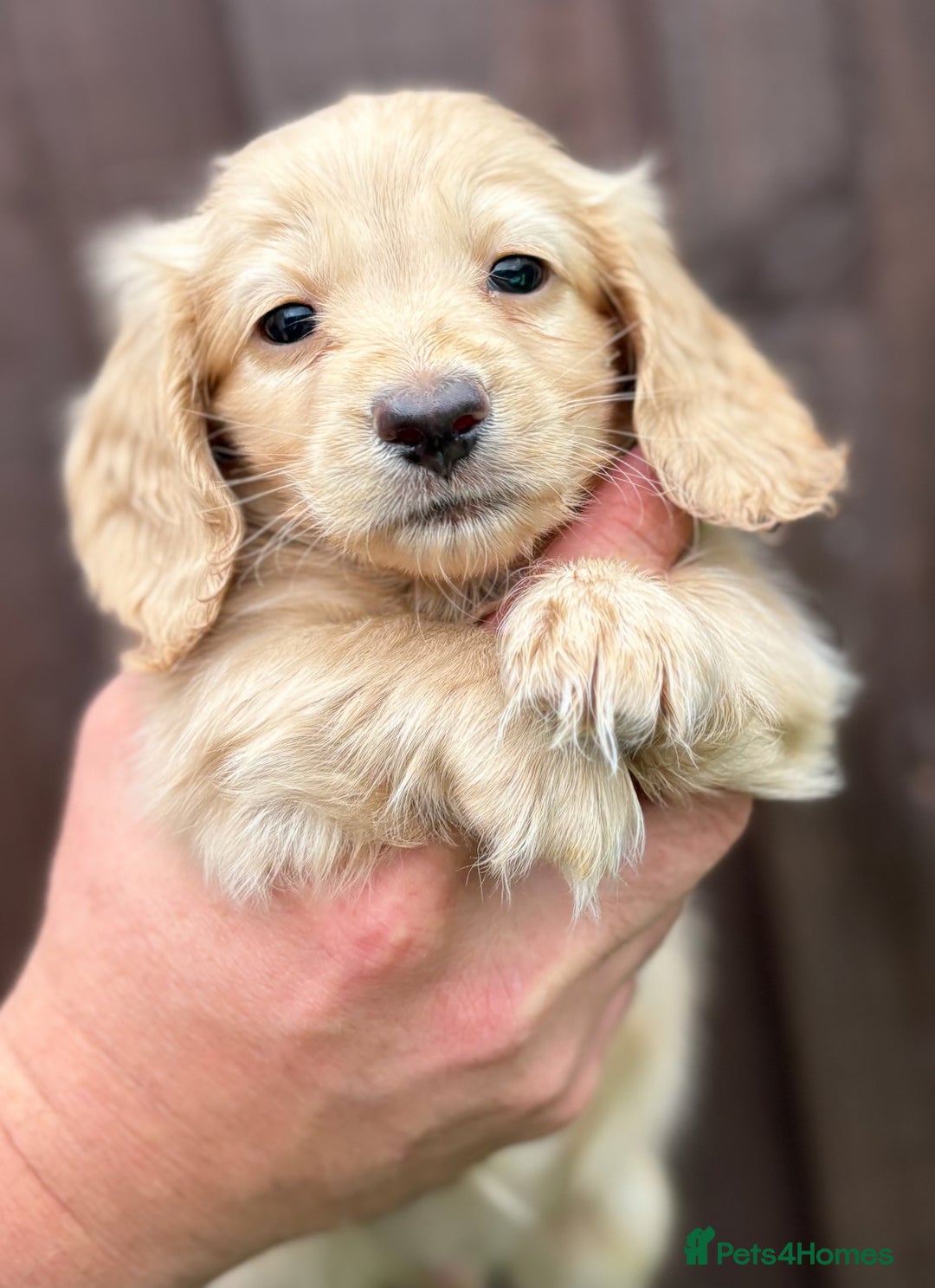 Miniature Dachshund dogs for sale: Full Cream Minature Dachshunds - Image 6