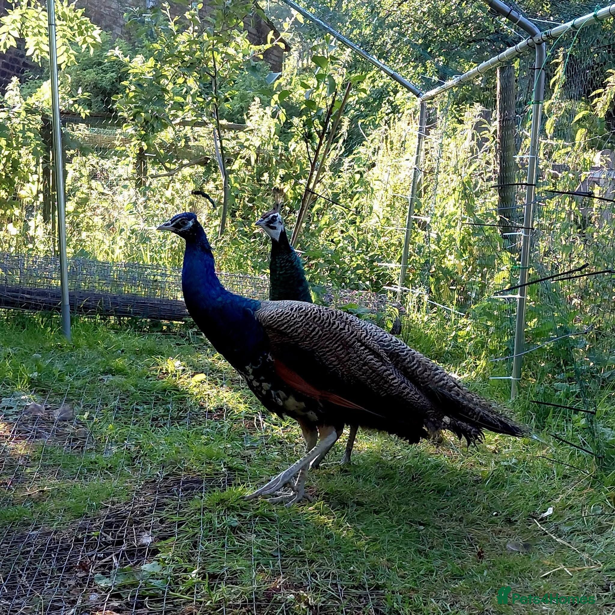 Peafowl poultry Two Pairs Of Peafowl For Sale - Advert 1