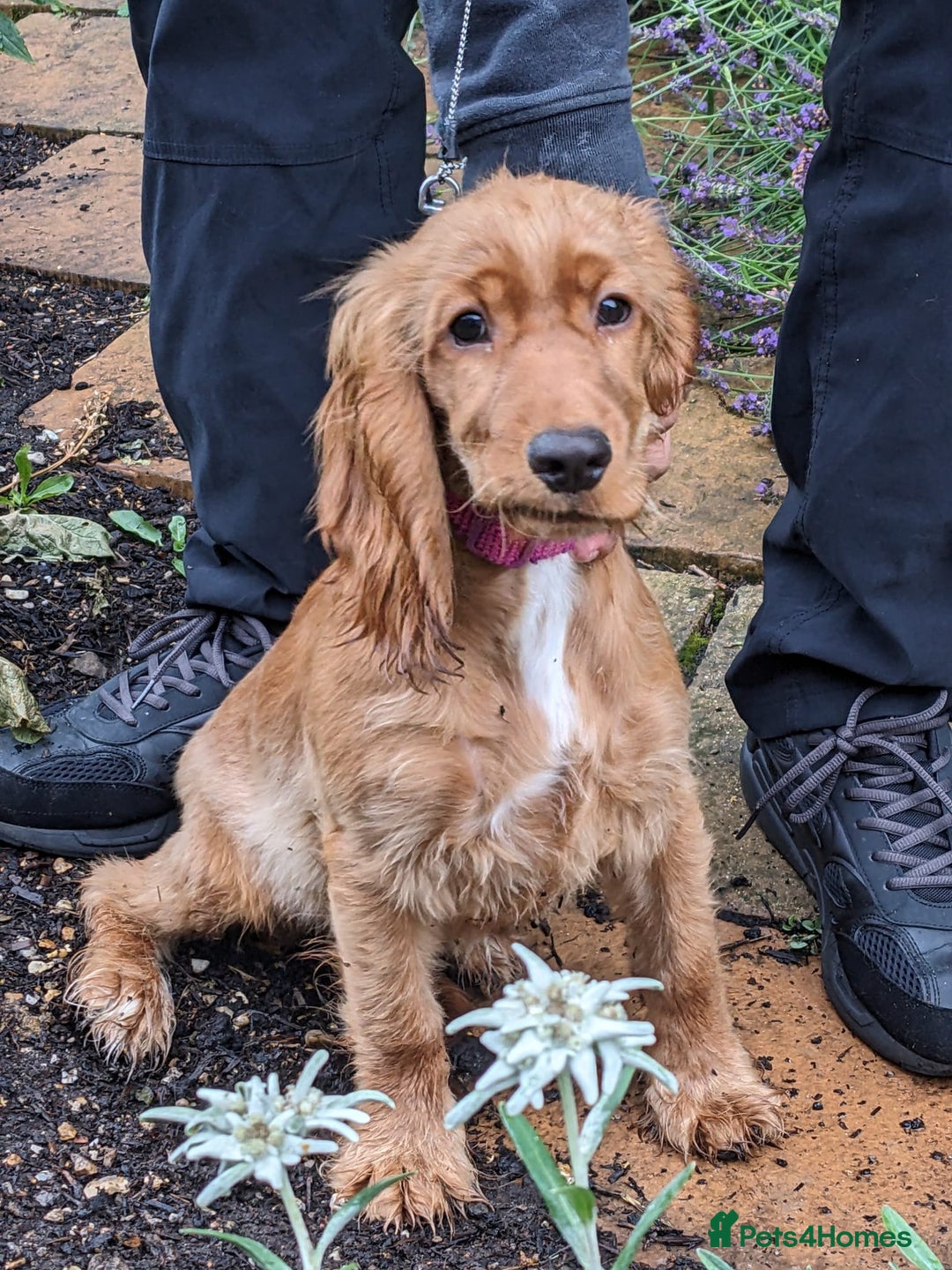 Cocker Spaniel dogs for sale: cocker spaniel puppy available - see description  - Image 4