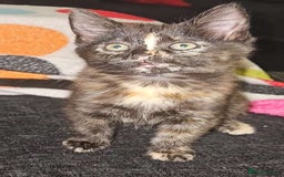 Mixed Breed cats for sale: Mixed bread  - Image 2