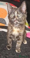 Mixed Breed cats - Advert 10