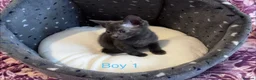 Russian Blue cats for sale: 3 Blue Kittens!  - Advert 6
