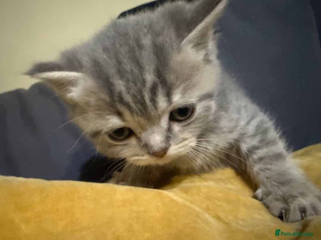 Scottish Fold cats for sale: Beautiful Scottish straight cross British shorts😍 - Image 8
