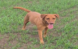 Labrador Retriever dogs for sale: Kc Registered Red labrador puppies  - Image 25