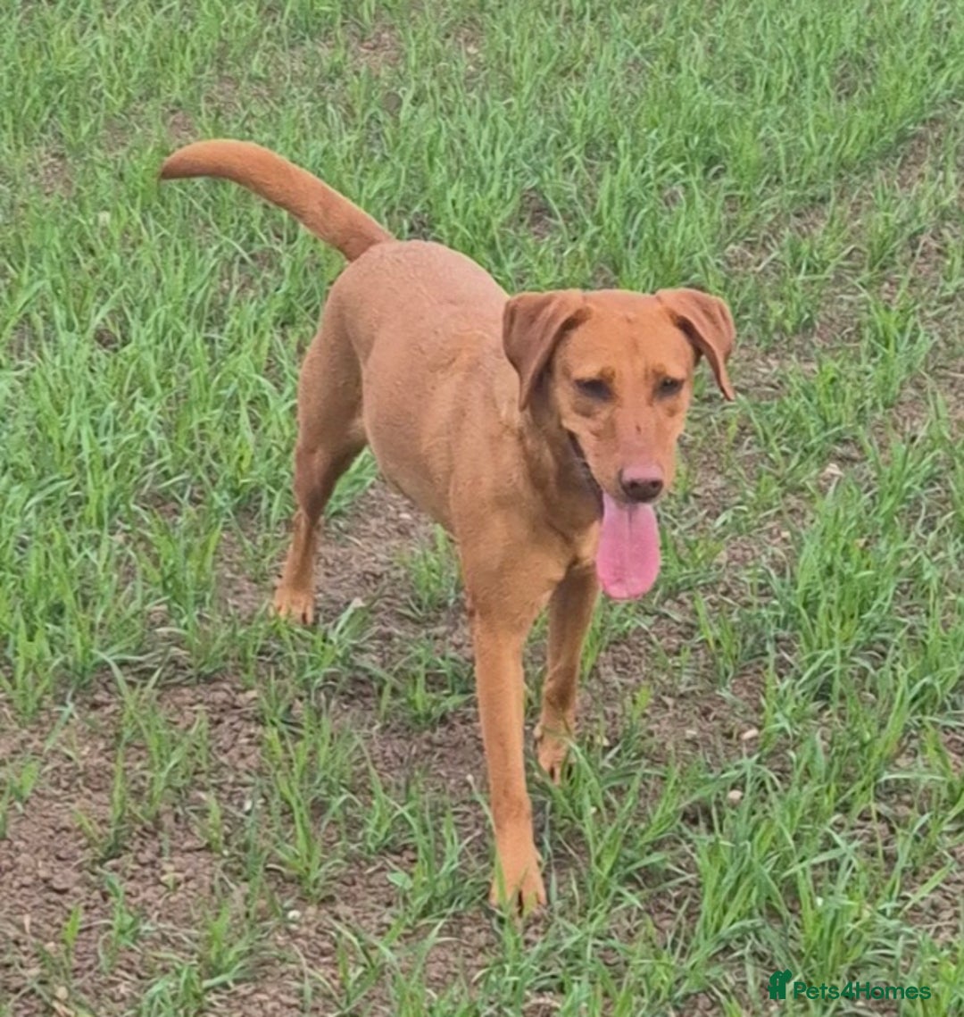 Labrador Retriever dogs for sale: Kc Registered Red labrador puppies  - Image 25