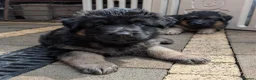 German Shepherd dogs for sale: Beautiful longhaired German Shepherds in Chorley - Advert 3